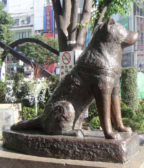 human pup play in Japan with hachiko