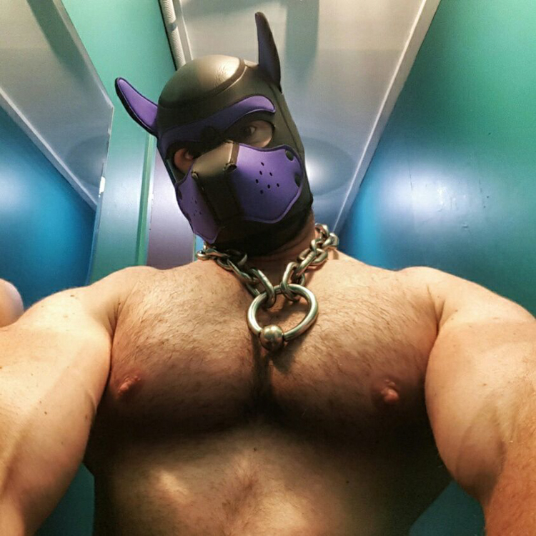 Bull in his slave collar